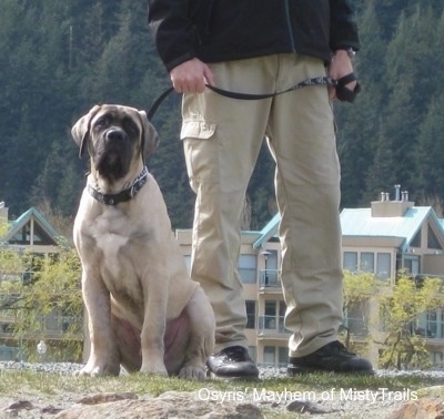 A tan with black English Mastiff puppy is sitting in grass and there is a person next to it. There is a scenic view of some buildings and a pine forest behind it.